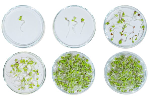 Laboratory glassware with plant sprouts. On an empty background. Isolated. PNG. Greens, sprouts, research, bio engineering, study, cultivation.